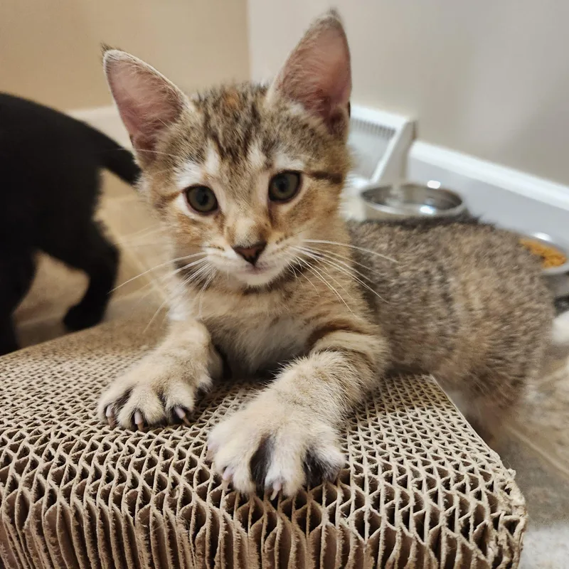 A young small-sized female Tabby (Tiger Striped) Domestic Short Hair cat named Twix for adoption in Seven Valleys, PA