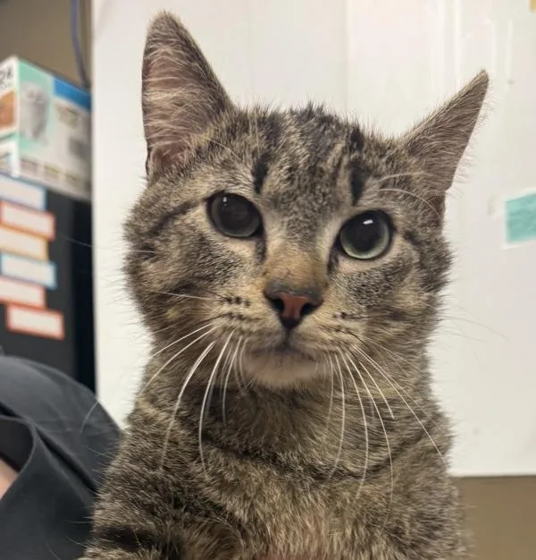 A young small-sized male Domestic Short Hair cat named Kalari for adoption in Salisbury, MD