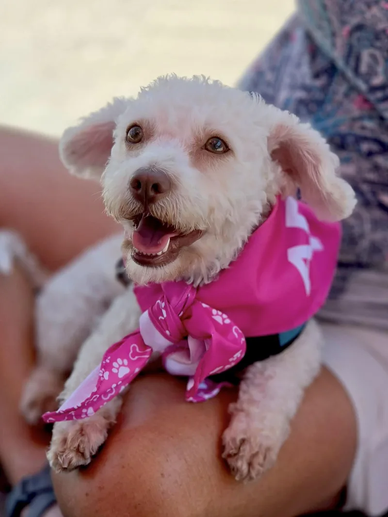 A young small-sized female White / Cream Bichon Frise dog named Tilly for adoption in Corona Del Mar, CA