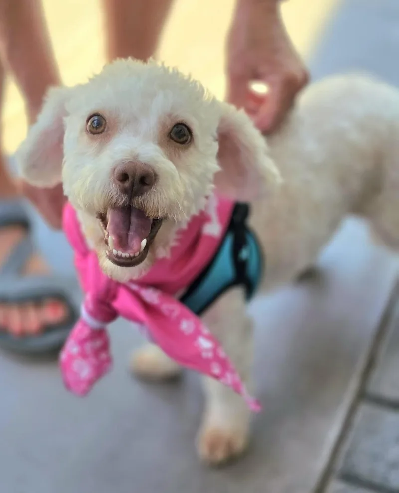 Tilly thumbnail 3