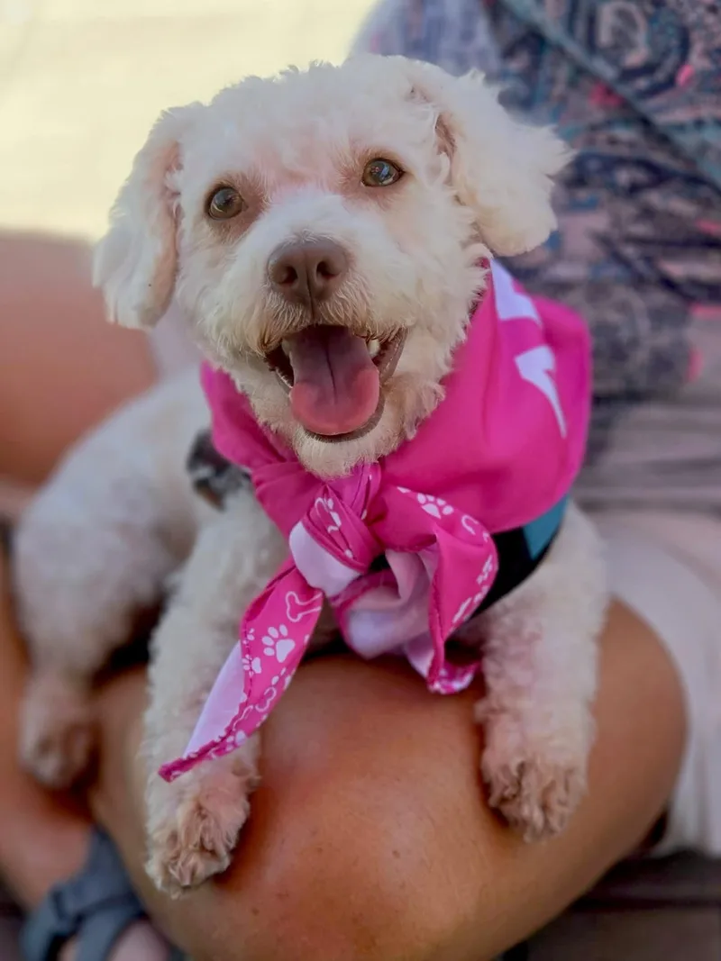 Tilly thumbnail 4