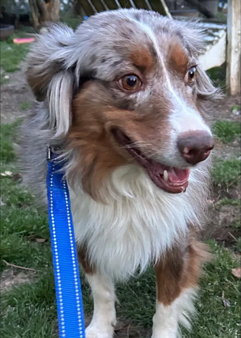 An adult medium-sized female Australian Shepherd dog named Hazel for adoption in Anniston, AL