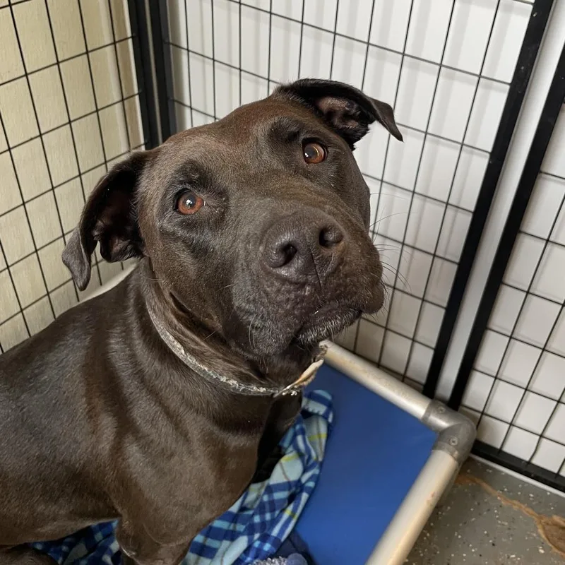 An adult medium-sized female Black Pit Bull Terrier dog named Lacey for adoption in Madison, WI
