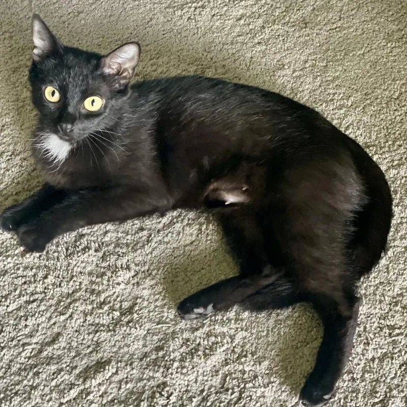 A young small-sized female Black Domestic Short Hair cat named Maleficient for adoption in Huntsville, AL