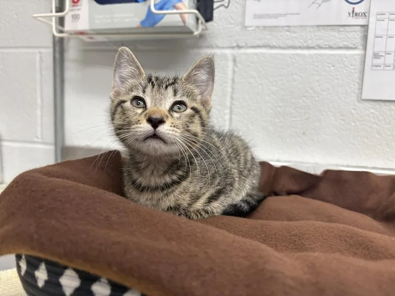 A baby small-sized male Brown / Chocolate Domestic Short Hair cat named Appa for adoption in Bowling Green, OH