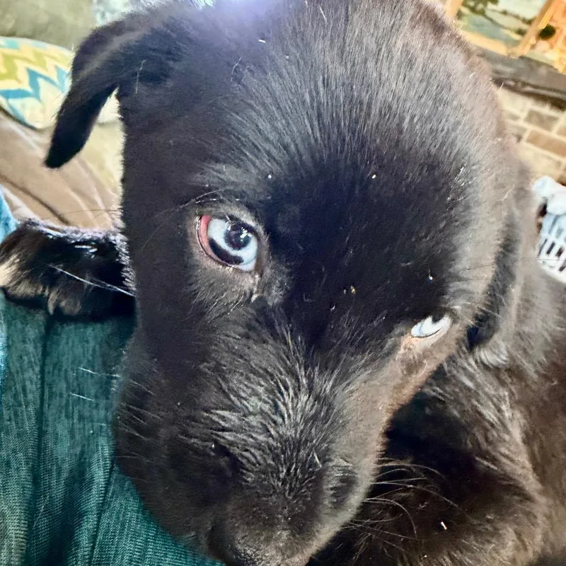 Coal