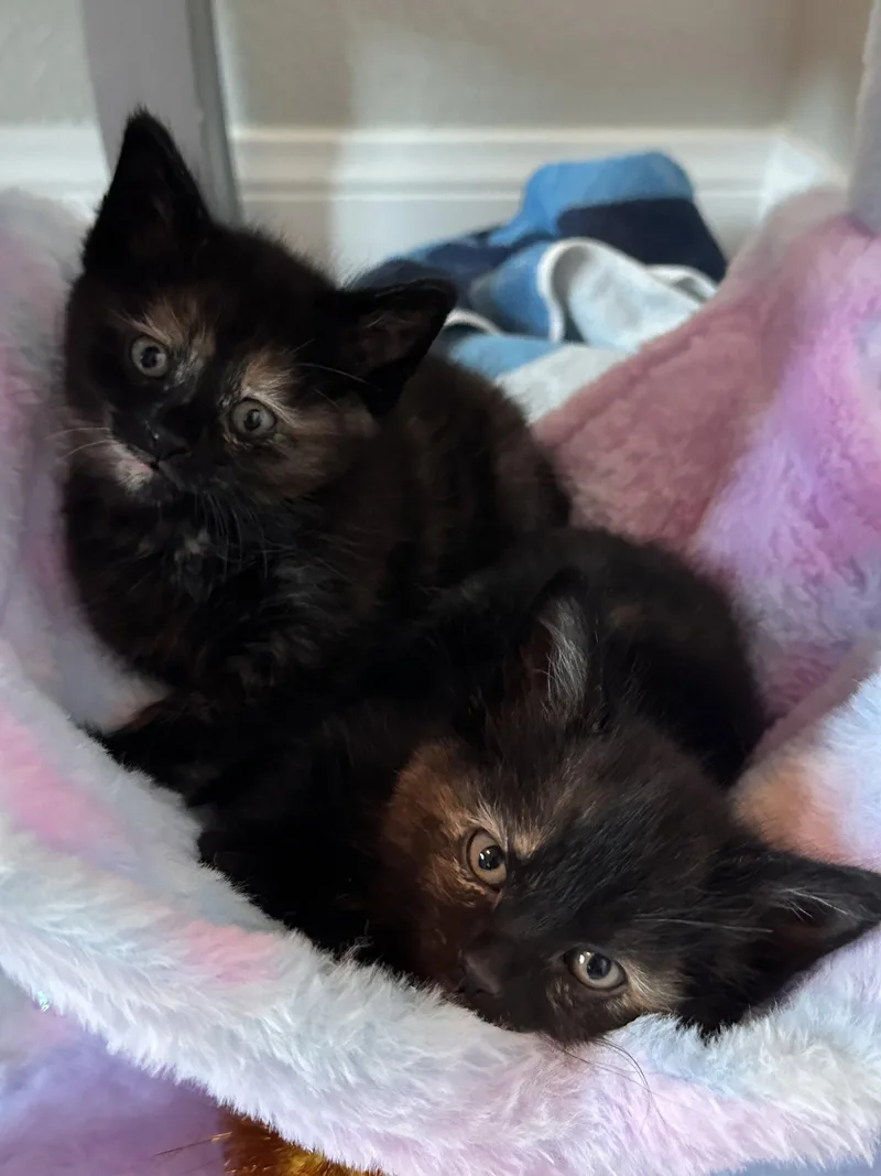 A baby medium-sized female Domestic Short Hair cat named Shadow for adoption in Glendale, AZ
