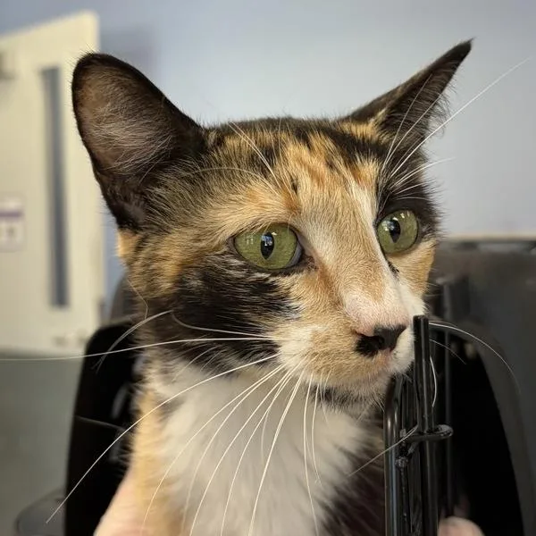 A young medium-sized female Domestic Short Hair cat named Shortbread for adoption in Des Moines, IA