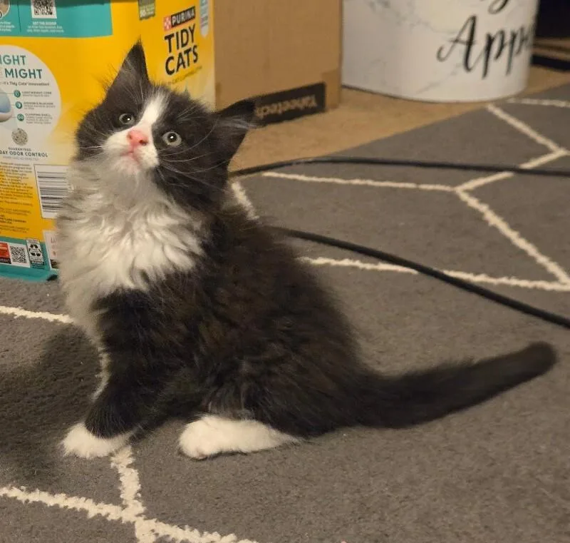A baby medium-sized male Black & White / Tuxedo Domestic Medium Hair cat named Geode for adoption in Colmar, PA