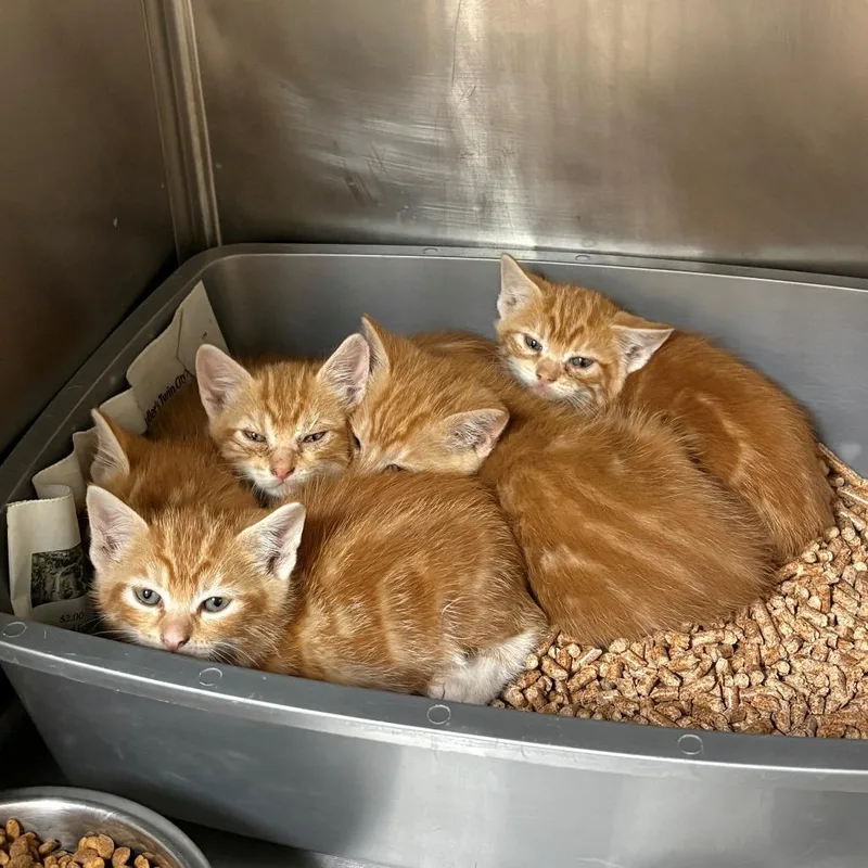 A baby small-sized male Orange / Red Domestic Short Hair cat named Corky for adoption in Chehalis, WA