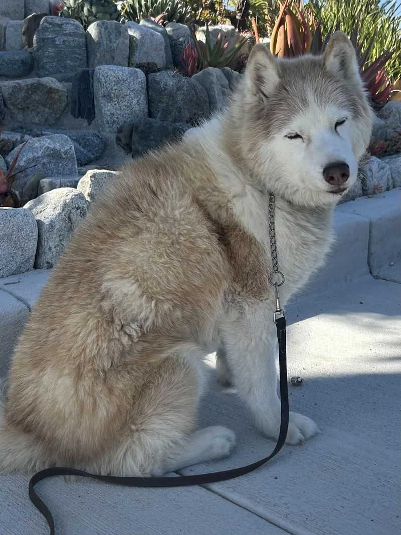 A senior medium-sized female Red / Chestnut / Orange Siberian Husky dog named Ty for adoption in Menifee, CA
