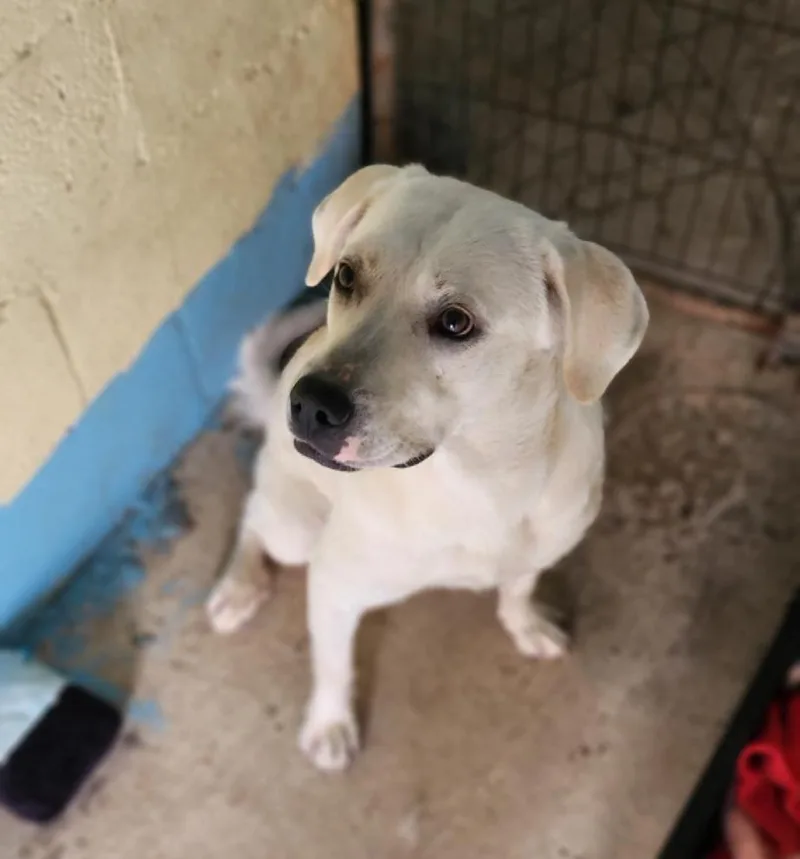 A young medium-sized female Labrador Retriever dog named Snow for adoption in Tracy City , TN