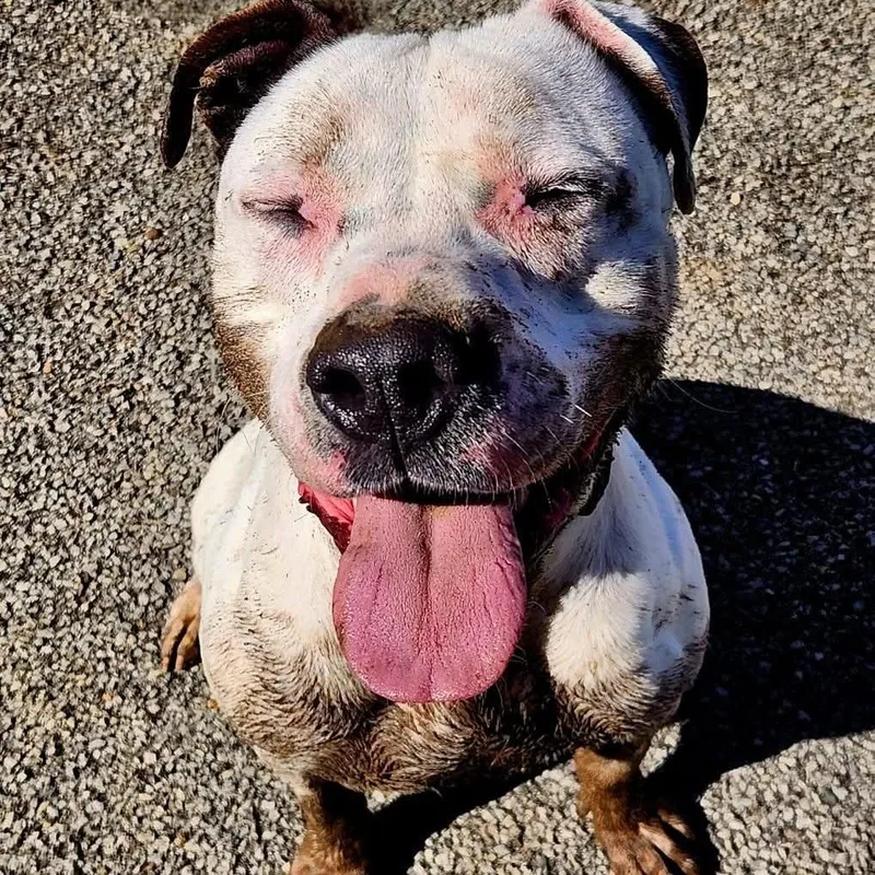 An adult large-sized male White / Cream Pit Bull Terrier dog named Turbo for adoption in Novelty, OH