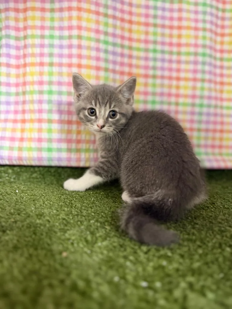 A baby small-sized male Domestic Short Hair cat named Levi for adoption in Hopkinsville, KY
