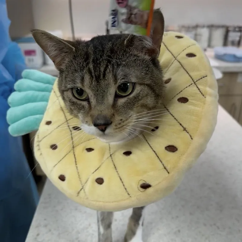 A young medium-sized male Brown / Chocolate Domestic Short Hair cat named Captain Clutch for adoption in Wantagh, NY