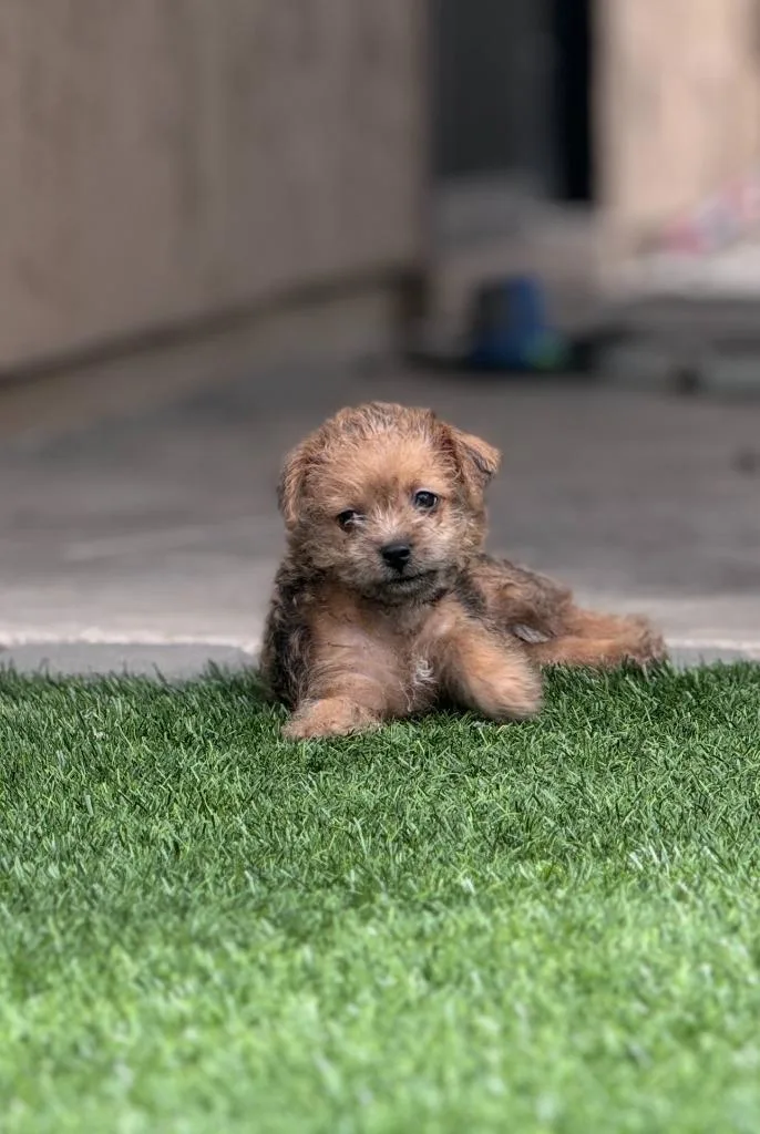 Surprise thumbnail 3