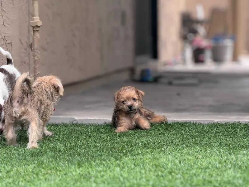 Surprise thumbnail 4