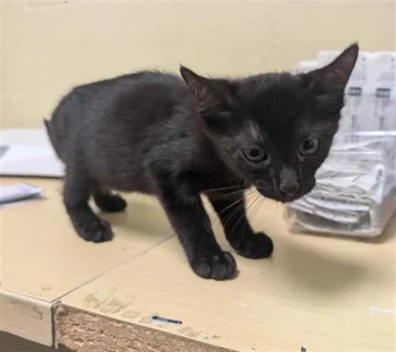 A baby medium-sized male Domestic Short Hair cat named Shiro for adoption in Sacramento, CA