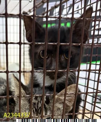 A baby small-sized female Domestic Short Hair cat named Veronica for adoption in West Palm Beach, FL
