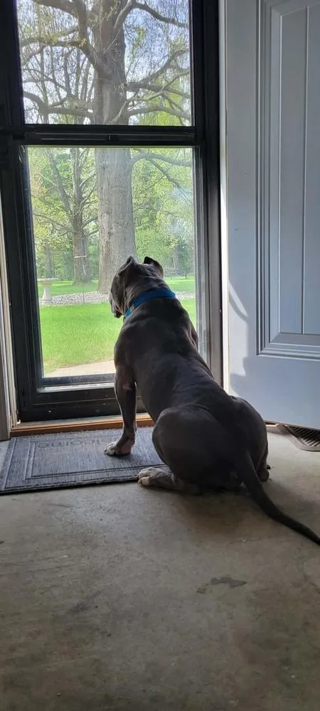 A senior large-sized male Gray / Blue / Silver Pit Bull Terrier dog named George for adoption in Indianapolis, IN