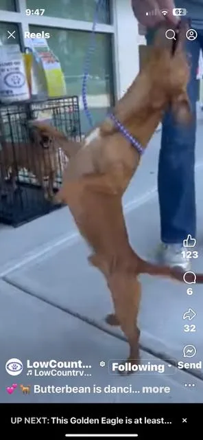 Butterbean thumbnail 6