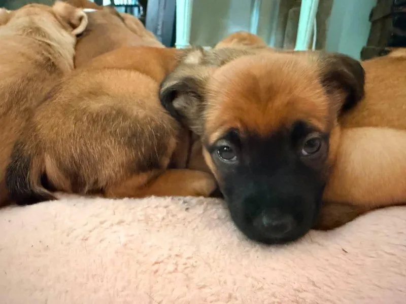 A baby medium-sized female Dachshund dog named Liberty for adoption in Roxboro, NC