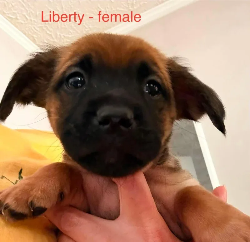 Liberty thumbnail 2