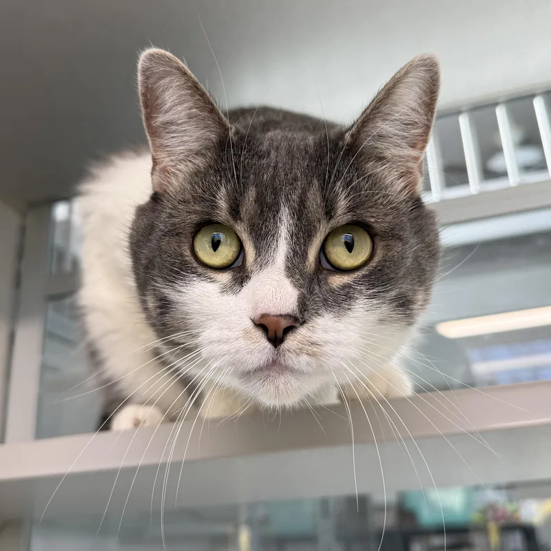 An adult large-sized female Tabby (Gray / Blue / Silver) Domestic Short Hair cat named Tiffany for adoption in West Milford, NJ