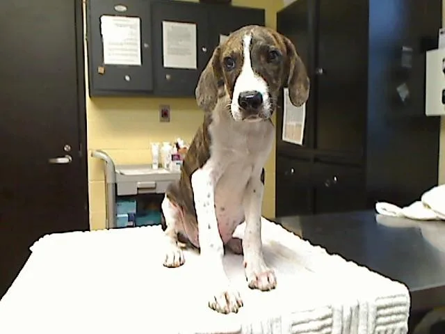 A baby large-sized male Plott Hound dog named Cutie Patootie for adoption in Cookeville, TN