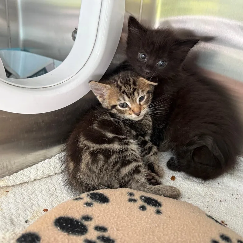 A baby small-sized male Brown / Chocolate Domestic Short Hair cat named Declan for adoption in New Fairfield, CT