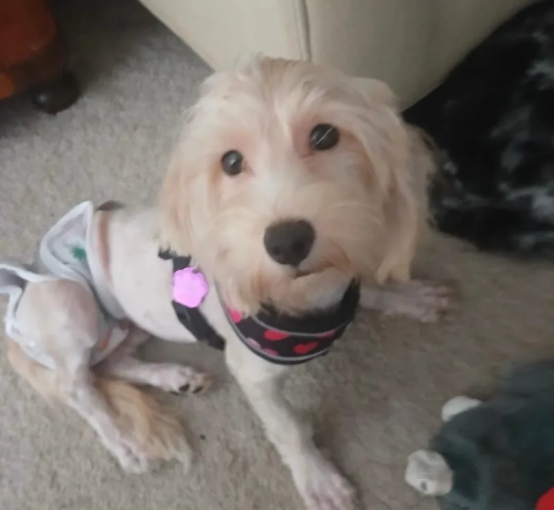 A baby small-sized male Maltese dog named Willie Nelson for adoption in Williamsburg, VA