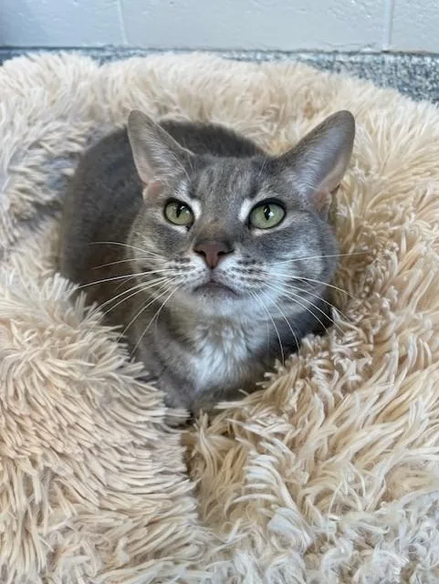 An adult large-sized female Gray / Blue / Silver Domestic Short Hair cat named Lily for adoption in Stafford, VA