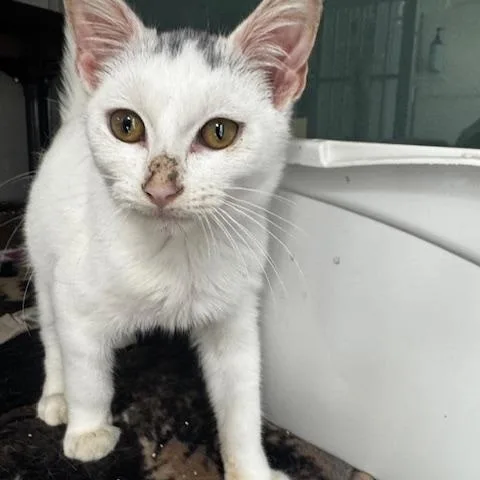 A baby small-sized male Domestic Short Hair cat named Emryn for adoption in Hutchinson, MN