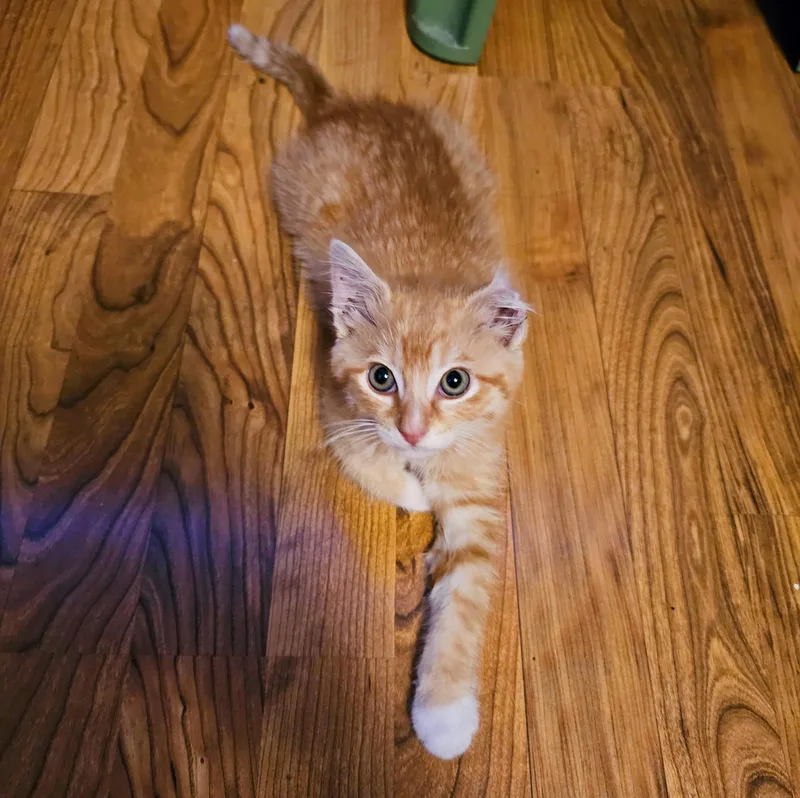 A baby medium-sized male Orange / Red Domestic Short Hair cat named Karl for adoption in Bethel, OH