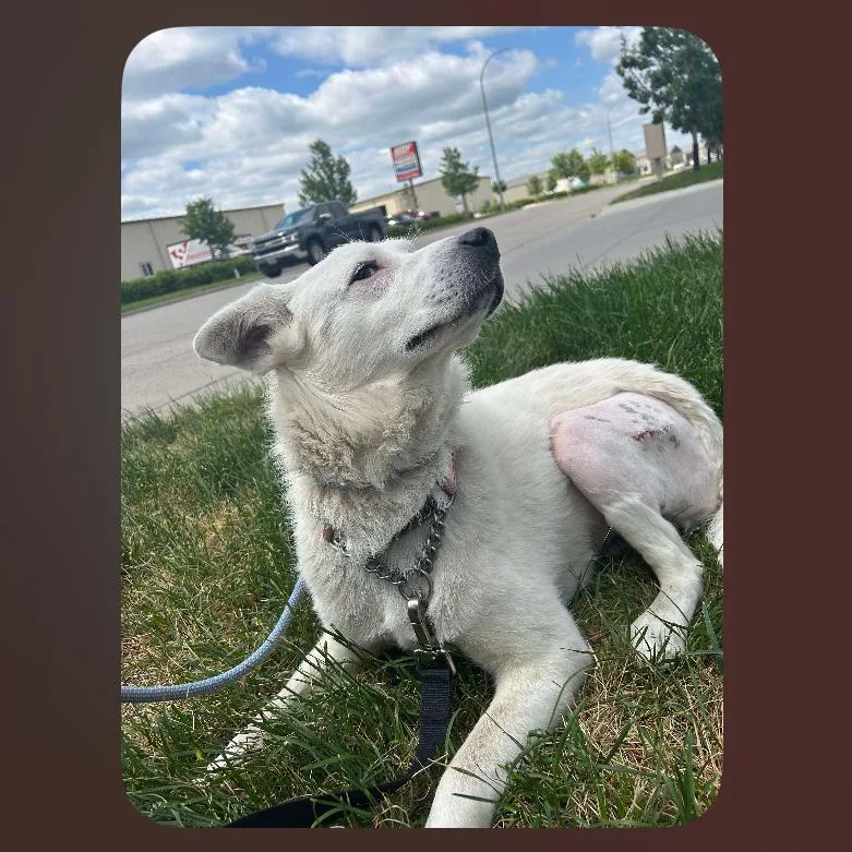 An adult medium-sized female White / Cream Mixed Breed dog named SweetPea for adoption in Bismarck, ND