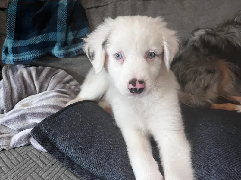 A baby small-sized male Australian Shepherd dog named Starsky for adoption in Arlington, TX