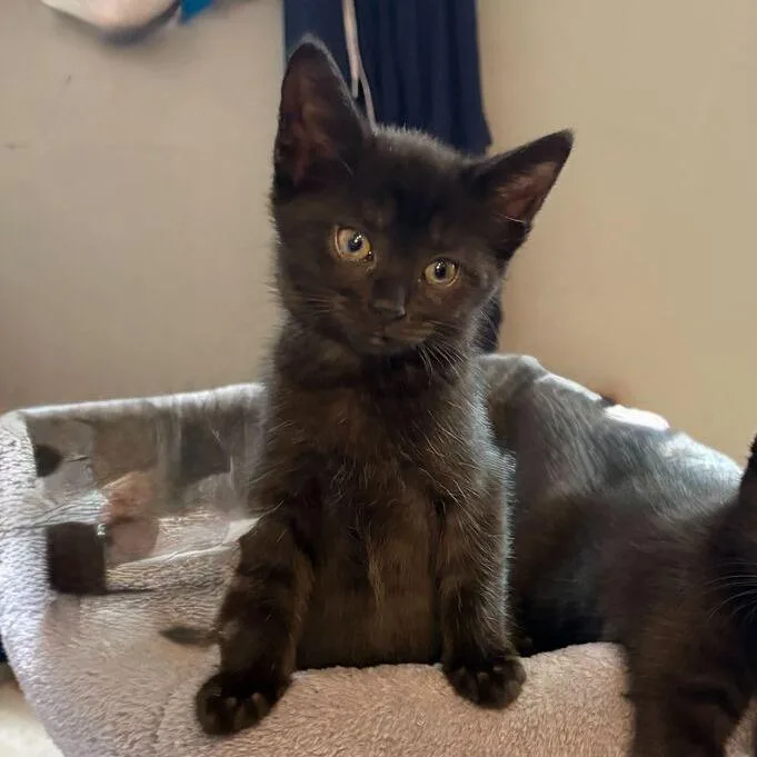 A baby small-sized female Black Domestic Short Hair cat named Maxine for adoption in Dayton, OH