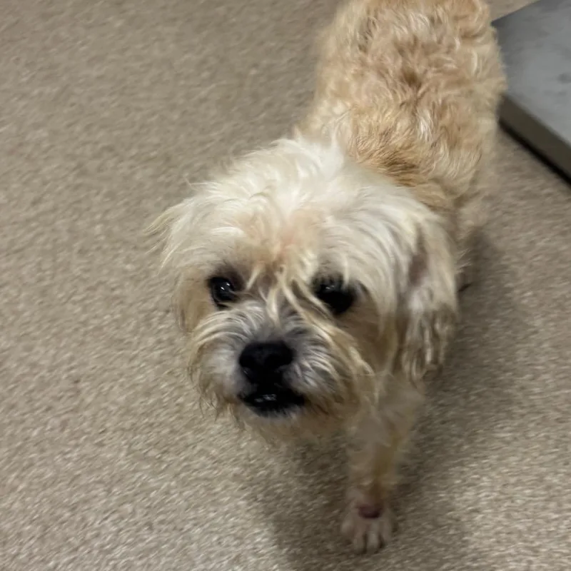 An adult small-sized male Maltese dog named Twix for adoption in League City, TX