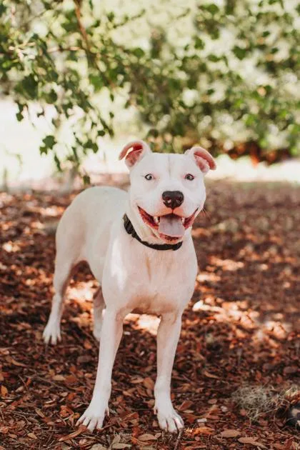 An adult medium-sized female American Staffordshire Terrier dog named b Gurt for adoption in North Charleston, SC