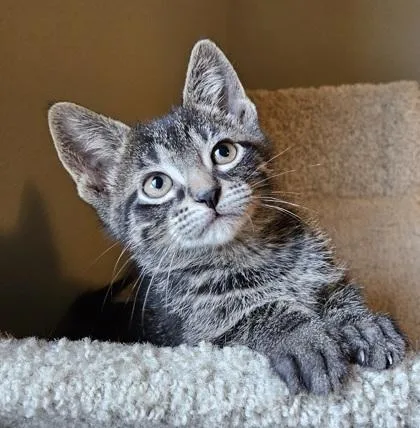A baby small-sized male Domestic Short Hair cat named Pizza for adoption in Verona, WI