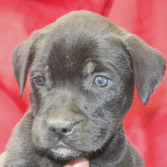 A baby medium-sized male Black Boxer dog named Radio for adoption in Kittanning, PA