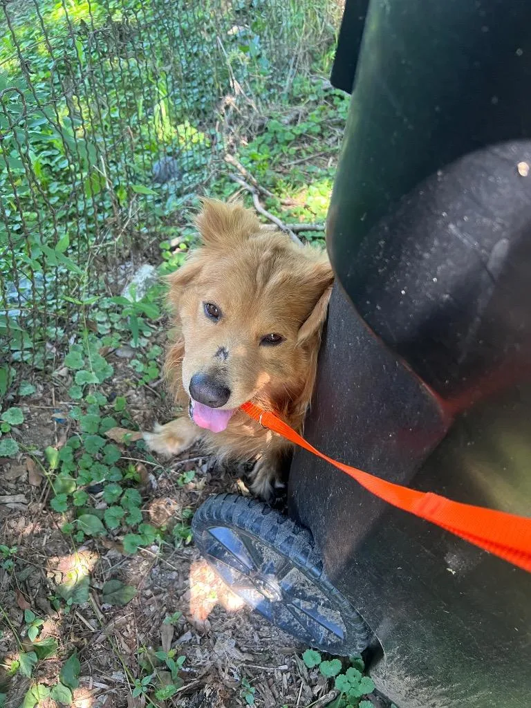 A young medium-sized male Mixed Breed dog named Waste Disposal Expert for adoption in Rome, GA