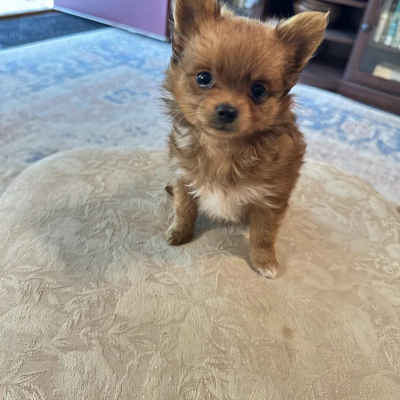 A baby small-sized male Pomeranian dog named Copper for adoption in Clinton Twp, MI