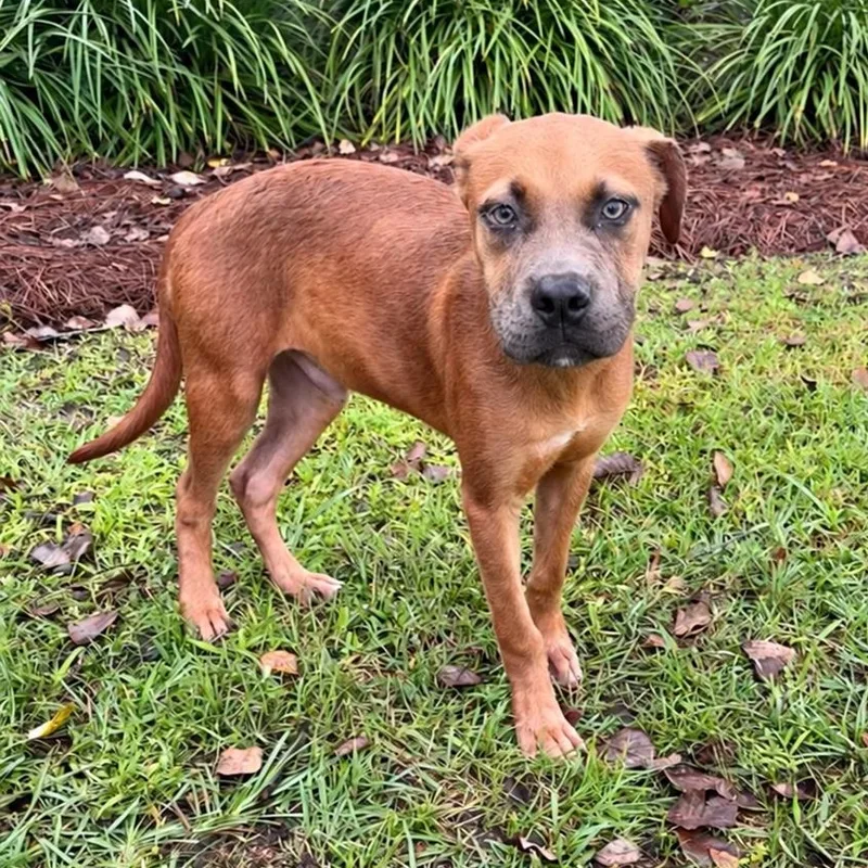 A baby medium-sized male Pit Bull Terrier dog named Scrappy Doo for adoption in Valdosta, GA