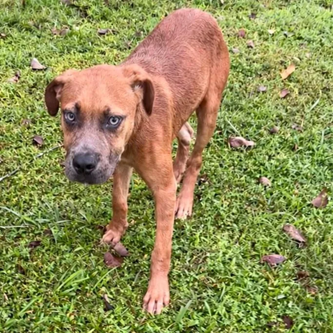 Scrappy Doo thumbnail 2