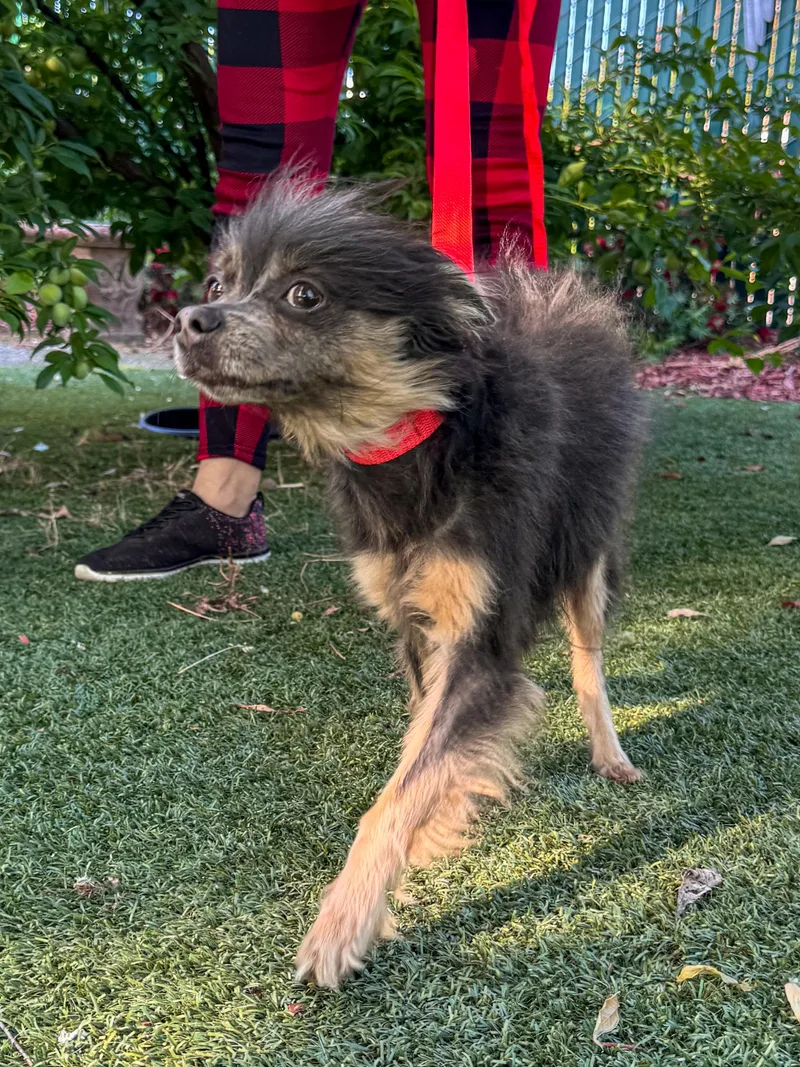 An adult small-sized female Black Chinese Crested Dog dog named Luna for adoption in Fresno, CA
