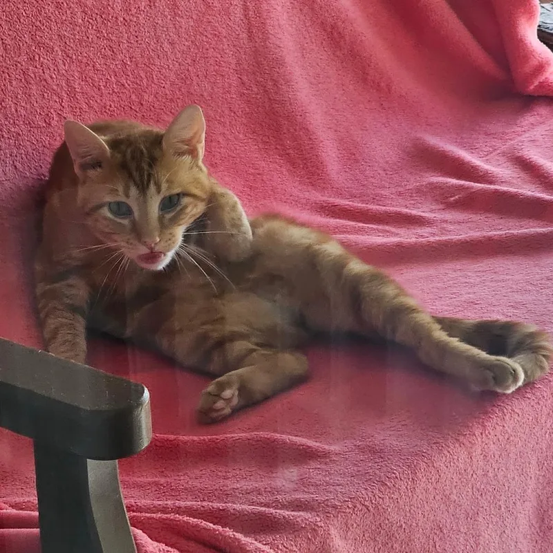 A young medium-sized male Orange / Red Domestic Short Hair cat named Khal for adoption in Naples, FL