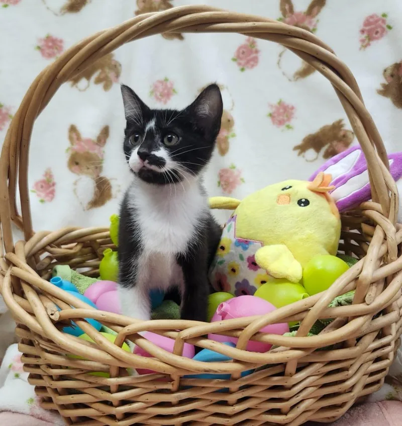 A baby small-sized female Domestic Short Hair cat named Flurry for adoption in Little Rock, AR