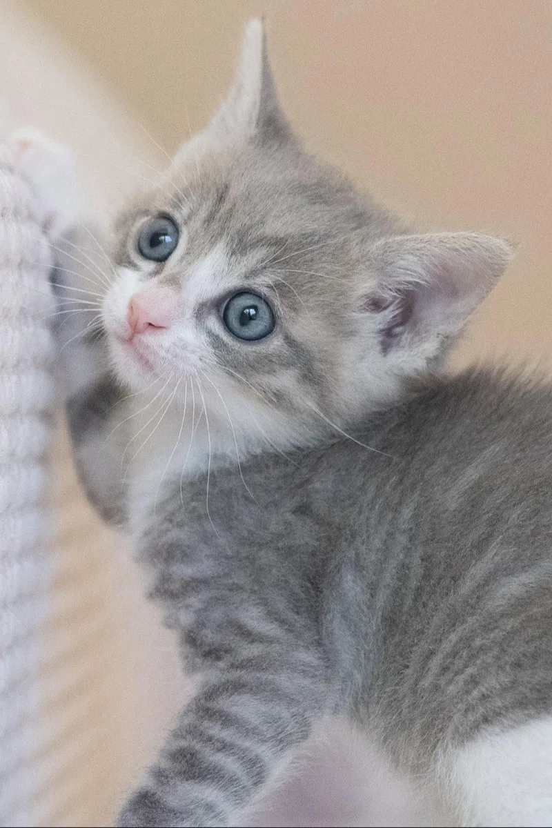 A baby medium-sized male Tabby cat named Petey for adoption in Campbell, CA
