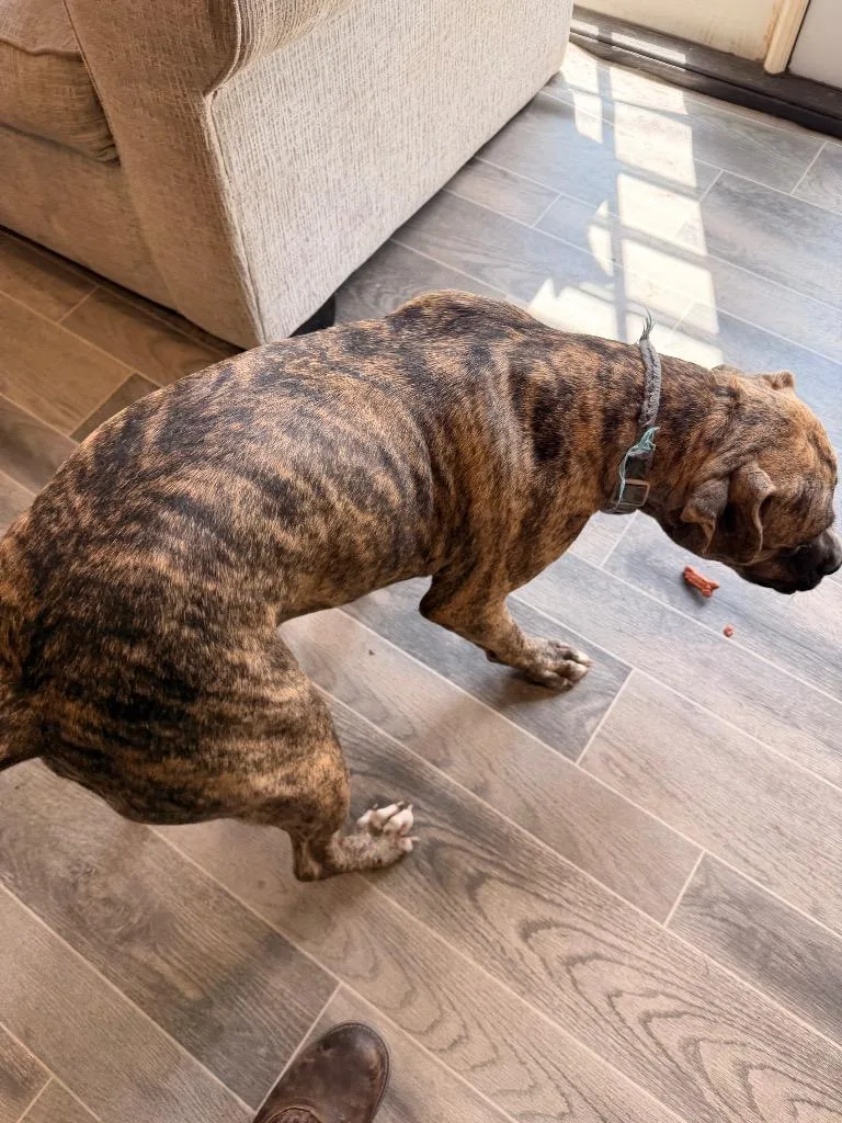 An adult large-sized male American Bulldog dog named Arlo for adoption in Nashville, GA